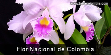 Flor Nacional de Colombia: Flor de mayo o Cattleya trianae